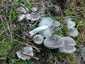 Fenyő-pereszke (Tricholoma terreum), Balaton-felvidék